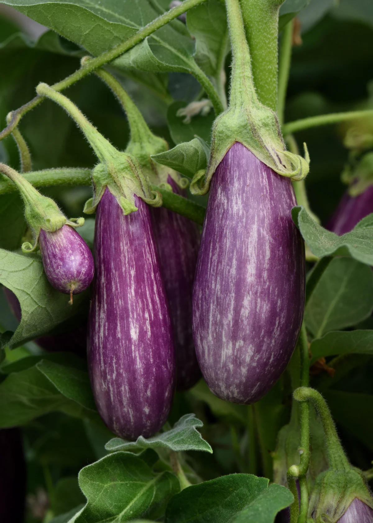 Fairy Tale Eggplant Seeds (Pkt) - Image 3