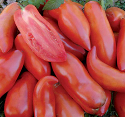 Federle Tomato