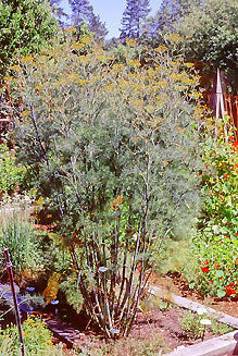 Smokey Bronze Fennel