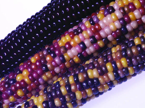 Fiesta Ornamental Corn Seeds