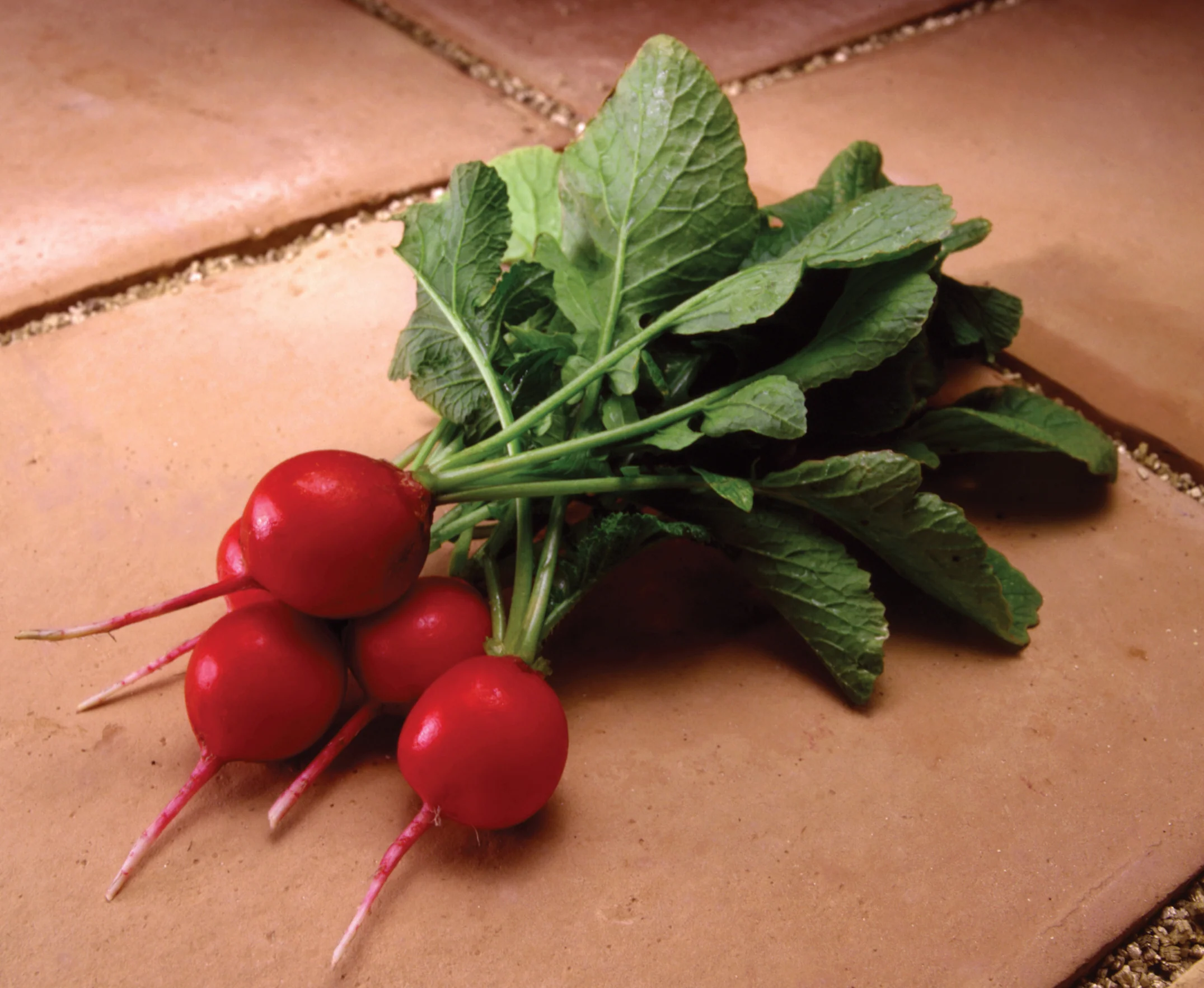Fireball F1 Radish Seeds