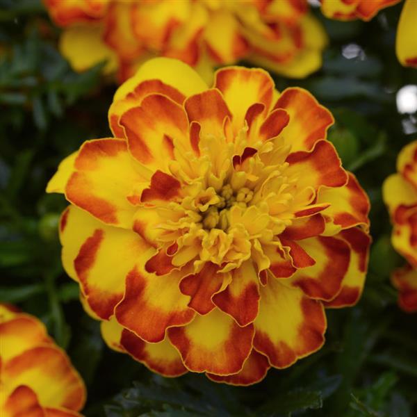 Flamenco Marigold Seeds