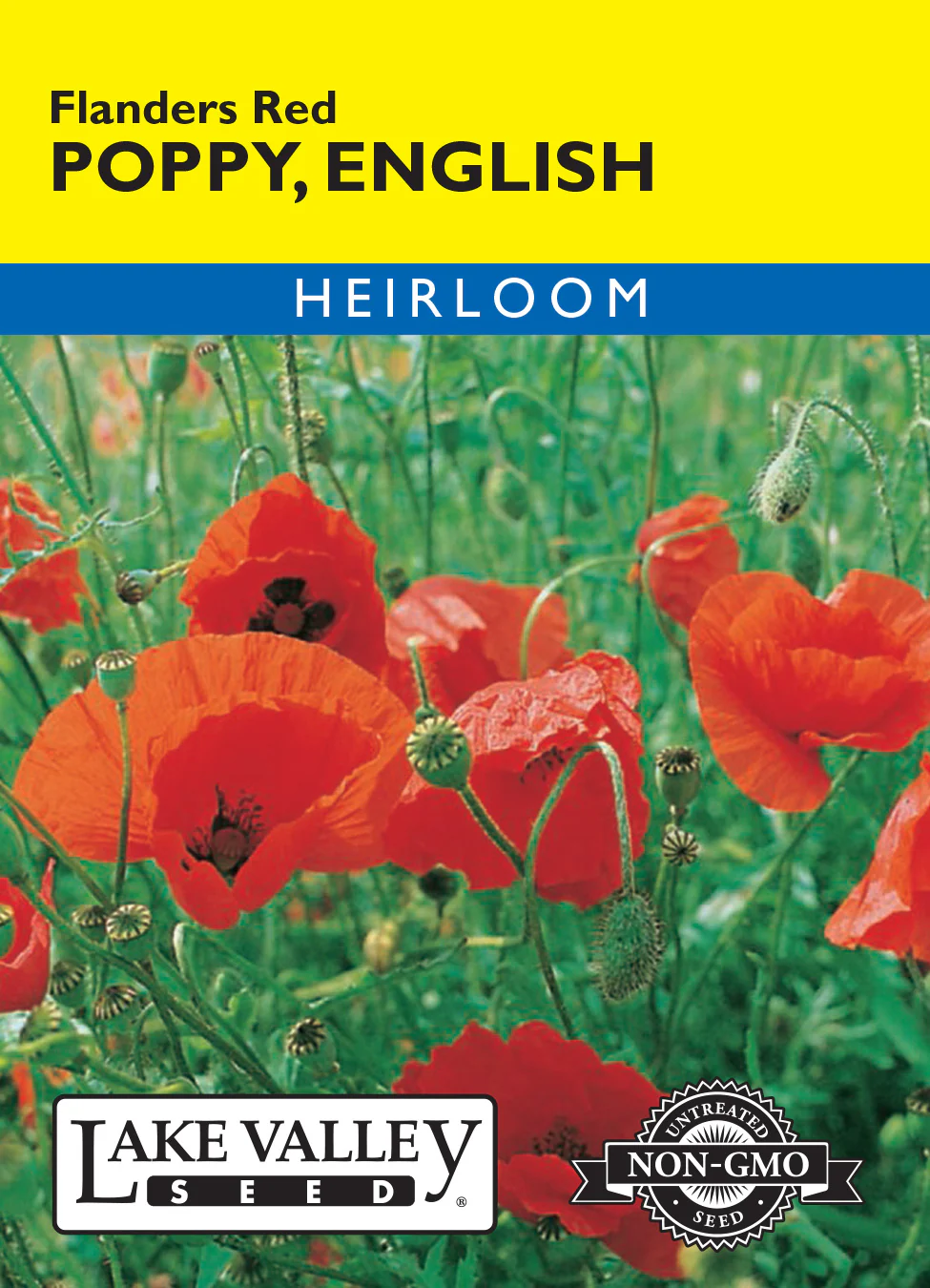 English Flanders Red Poppy