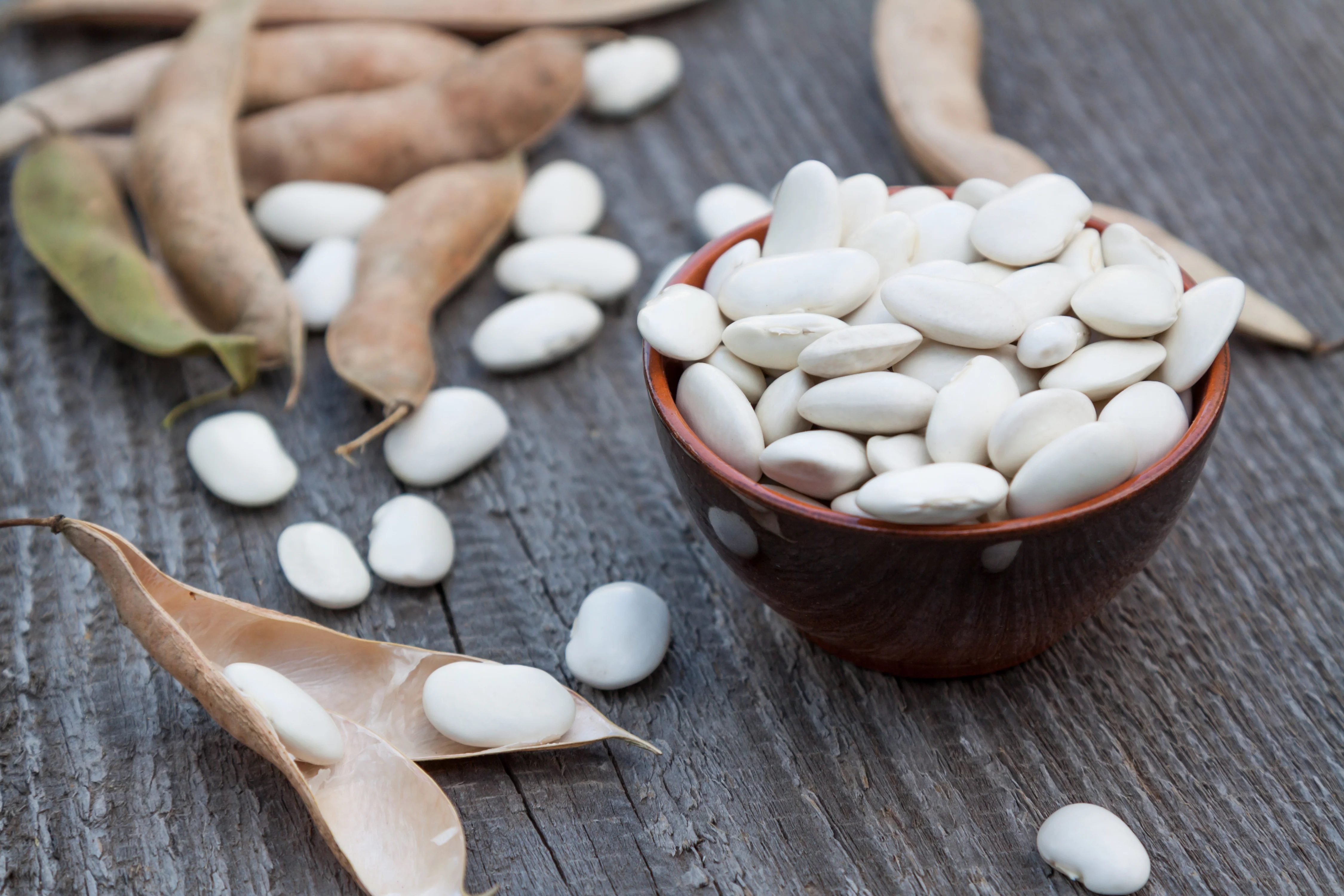 Fordhook #242 Bush Lima Bean Seeds