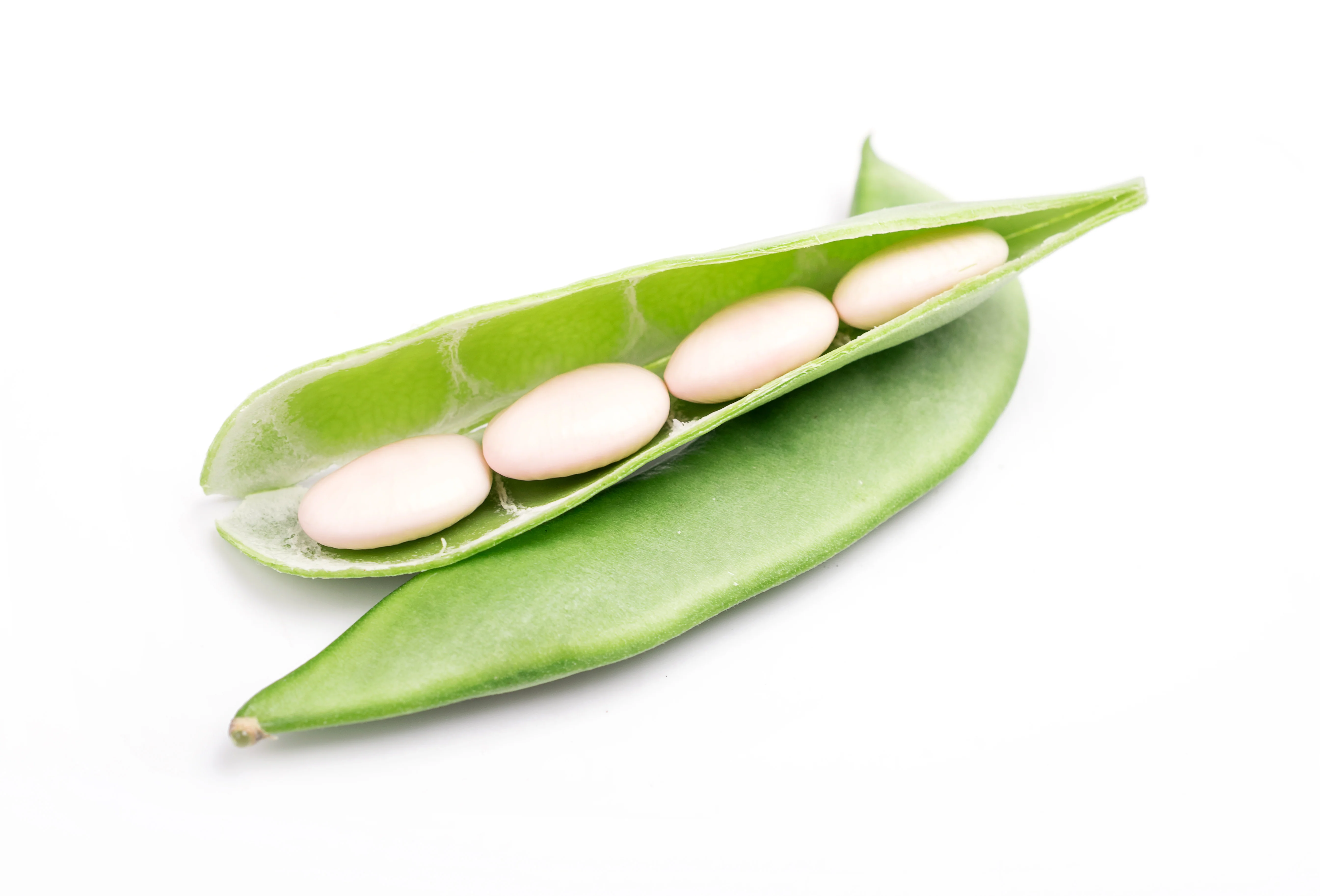 Fordhook #242 Bush Lima Bean Seeds - Image 2