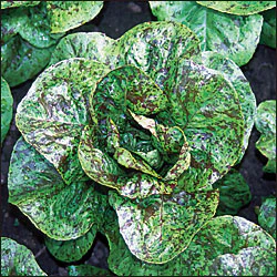 Forellenschuss Lettuce