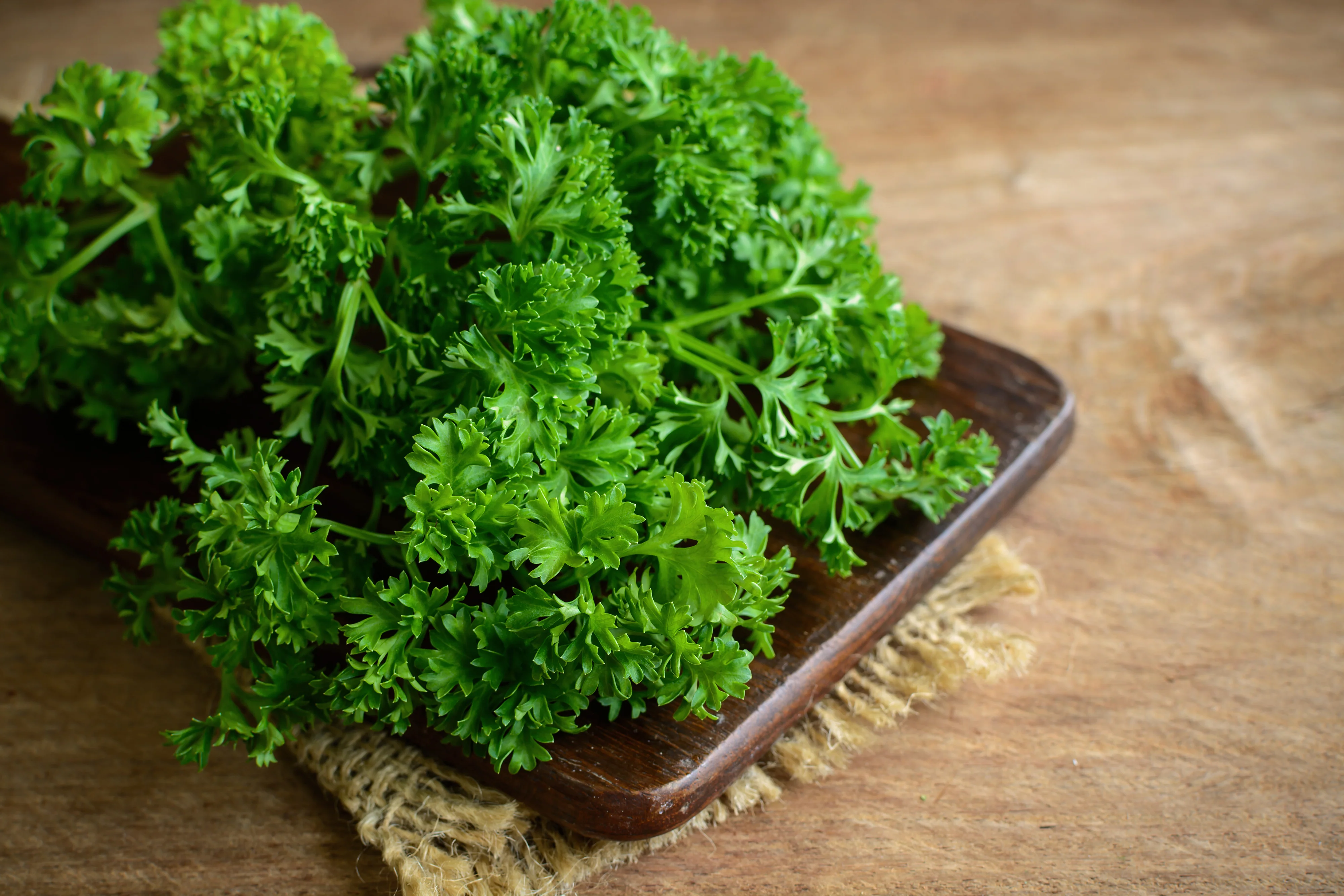 Forest Green Parsley Seeds