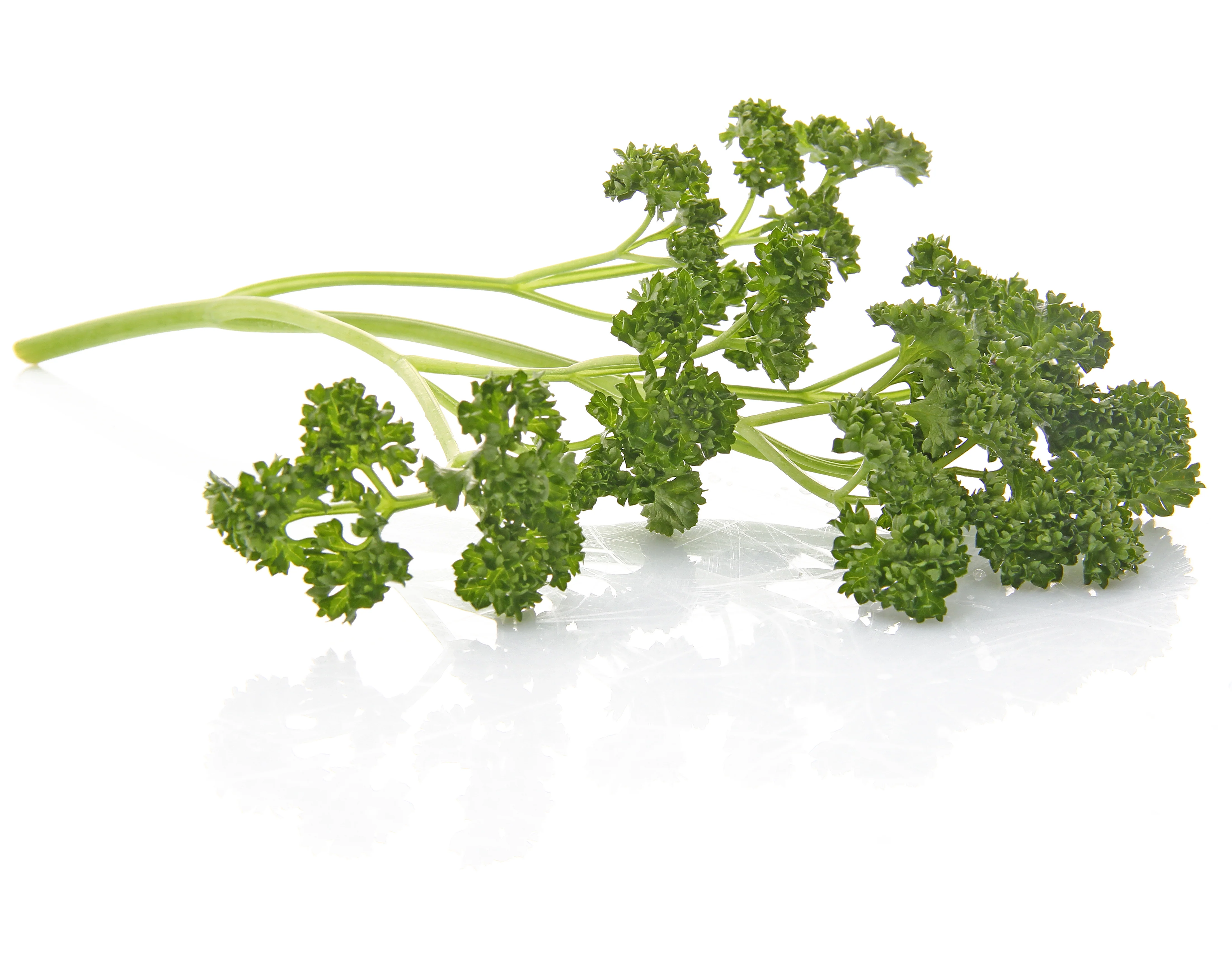 Forest Green Parsley Seeds - Image 2