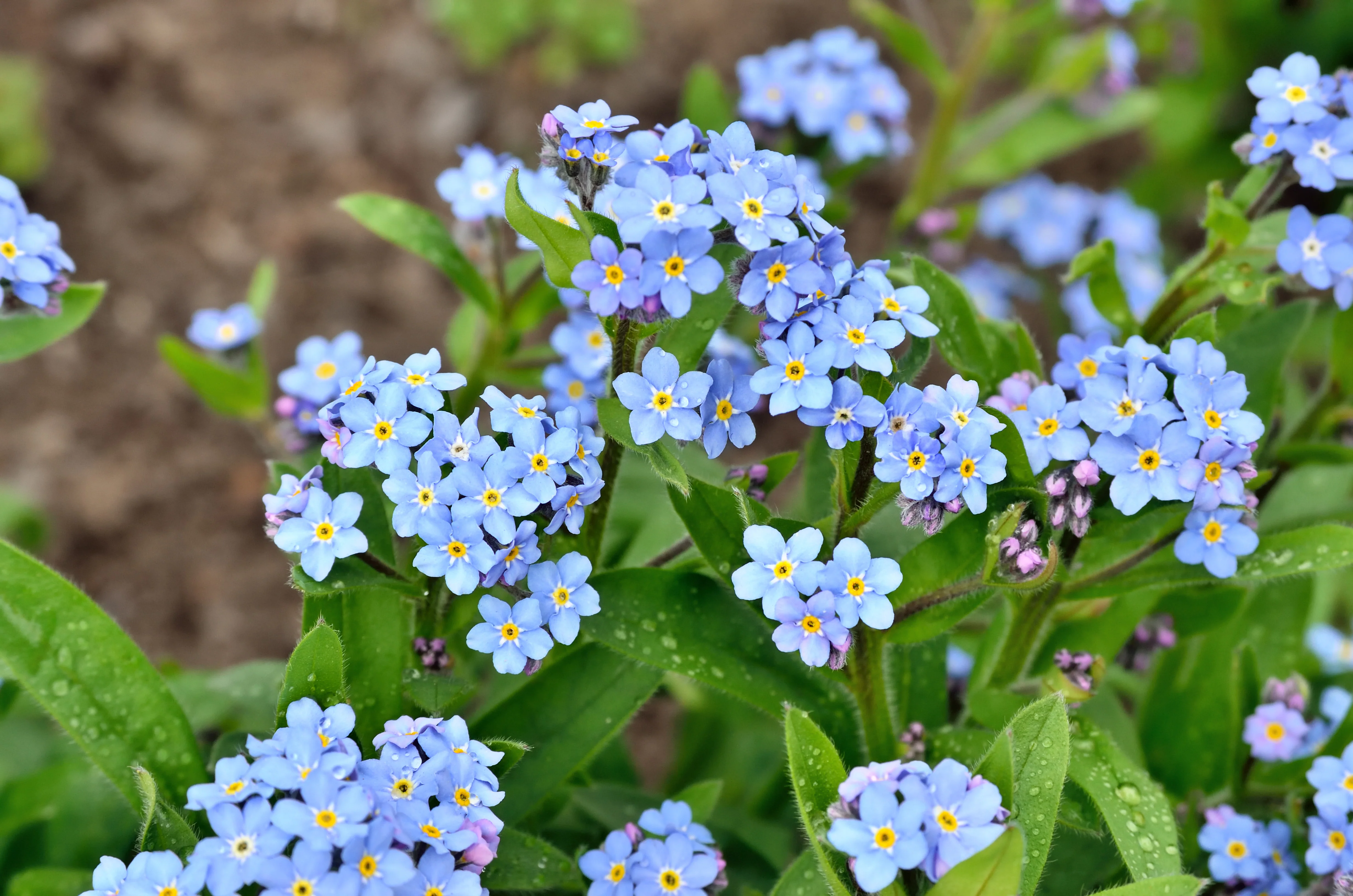 Forget-Me-Not Seeds