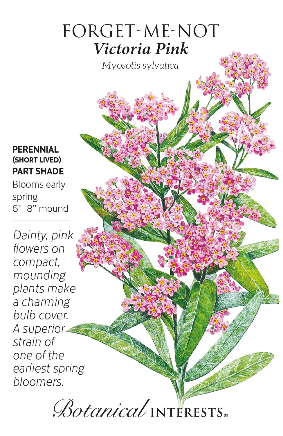 Victoria Pink Forget-Me-Not