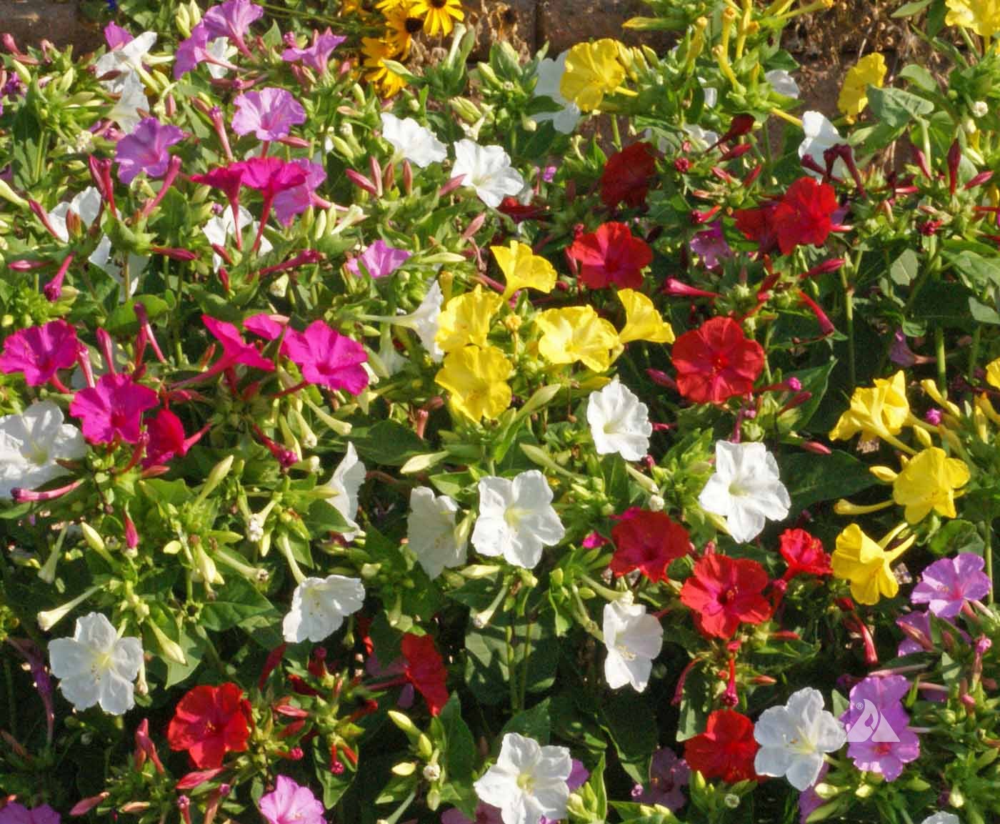 Four O'clock, Mixed Colors Seeds - Image 2