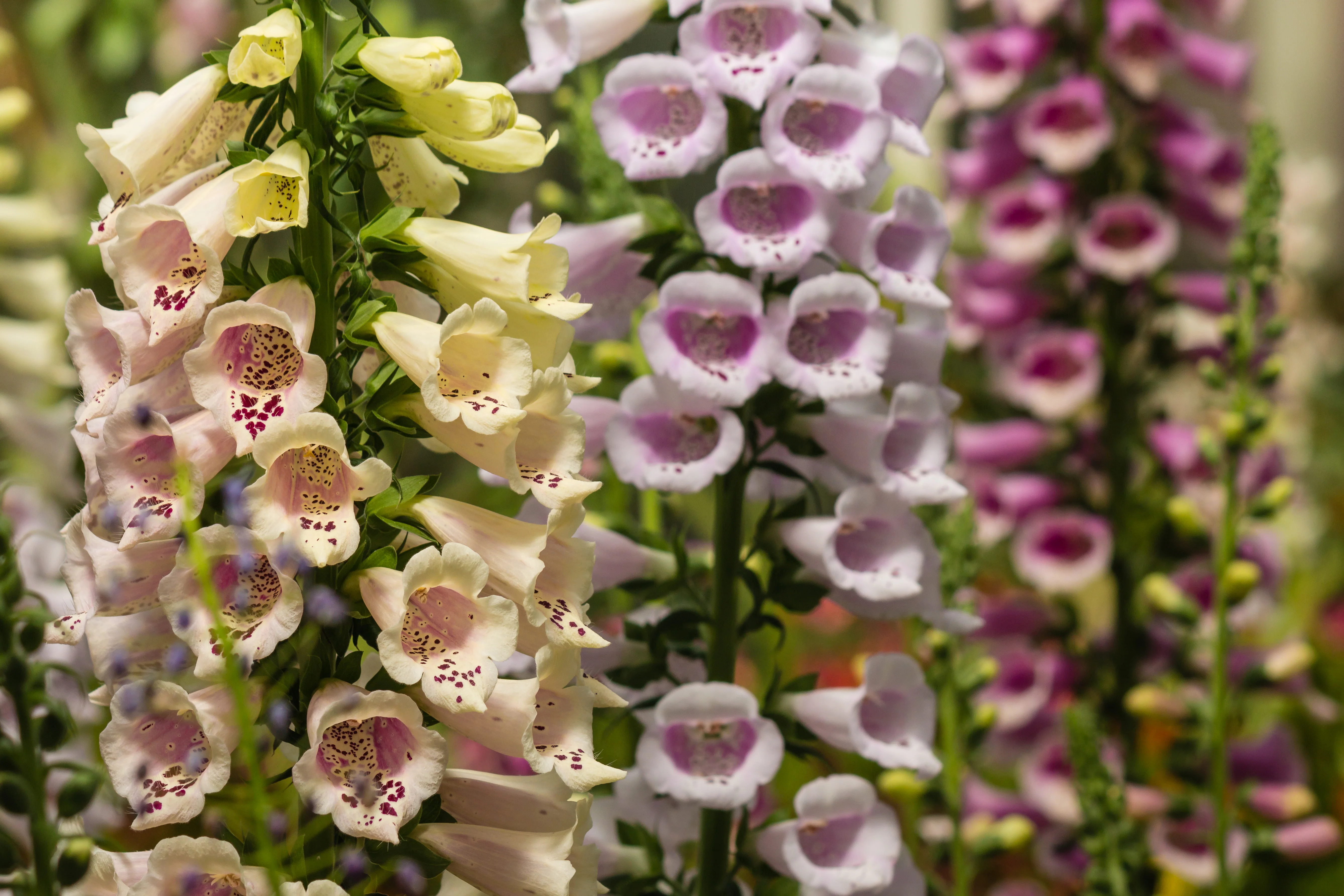 Foxglove Seeds