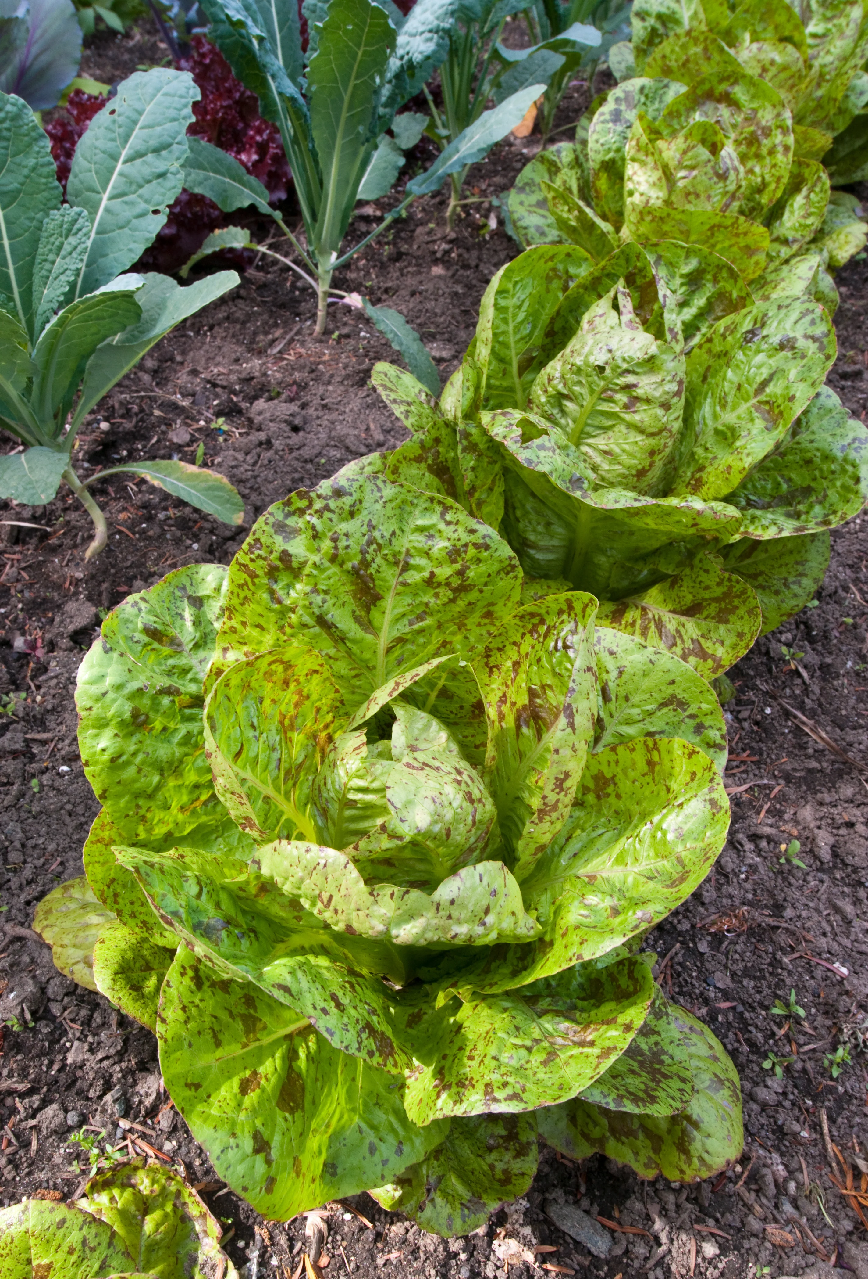 Freckles Romaine Lettuce Seeds