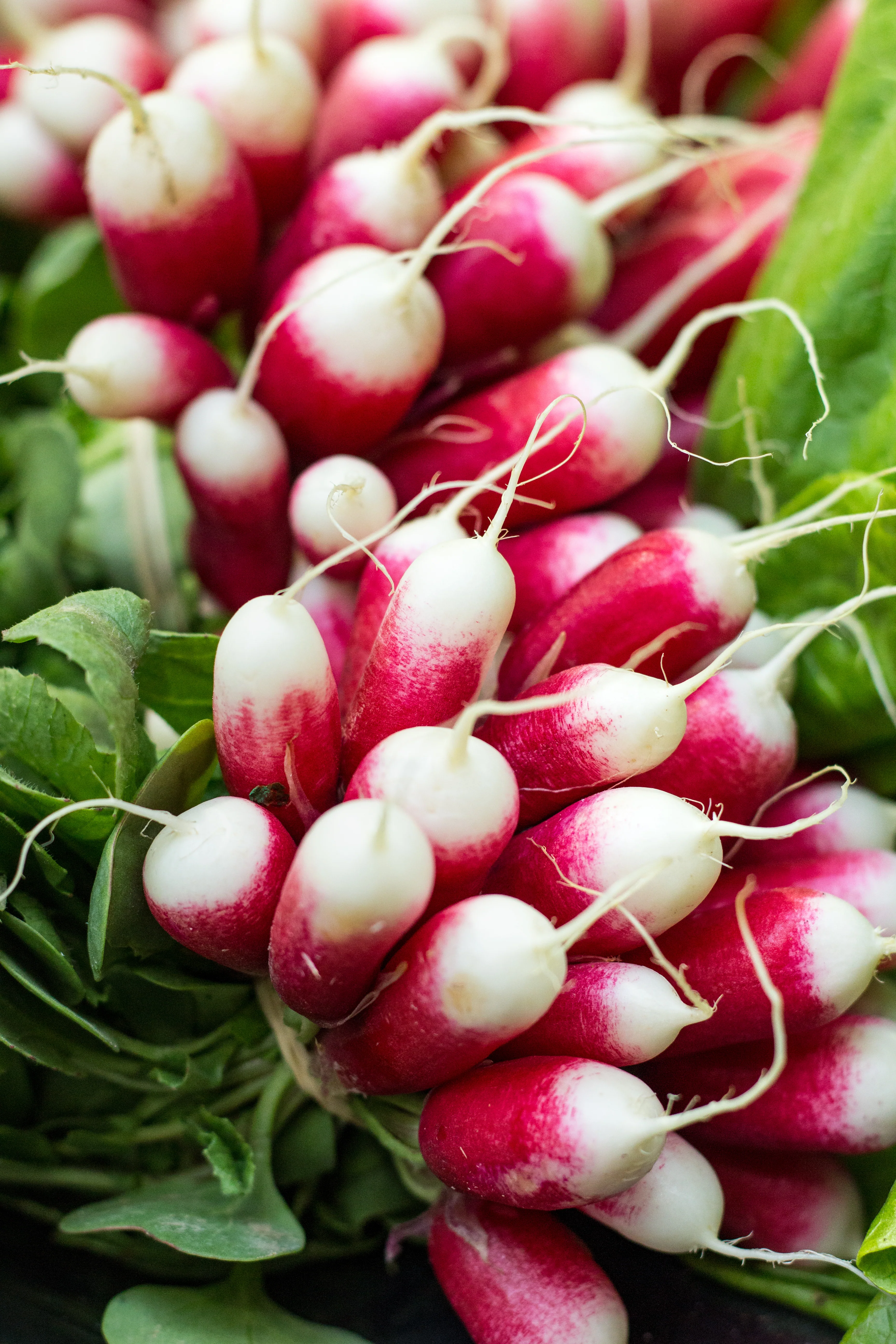 French Breakfast Radish Seeds