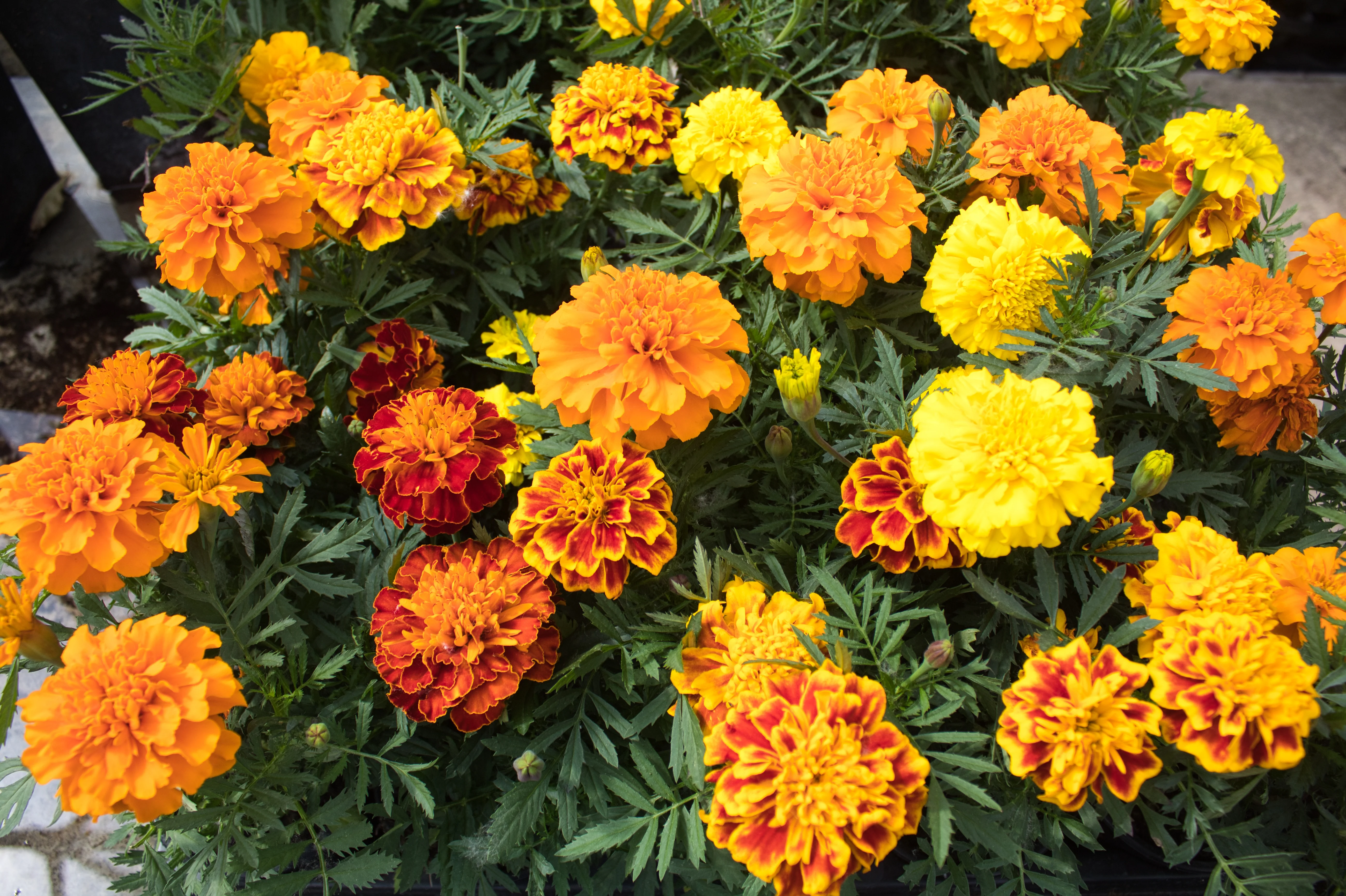 French Dwarf Mixed Marigold Seeds