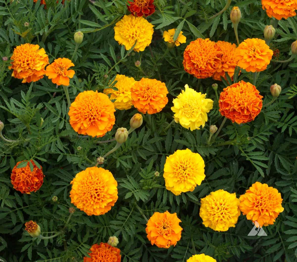 French Dwarf Mixed Marigold Seeds - Image 2