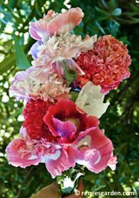 French Flounce Poppy