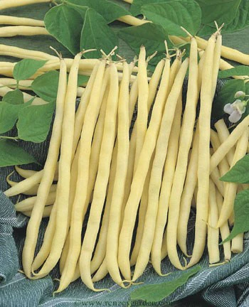 French Gold Pole Filet Bean