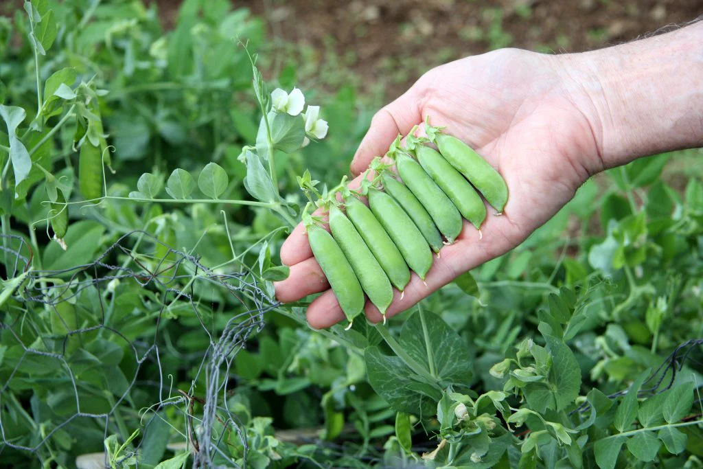 Early Frosty Pea Seeds