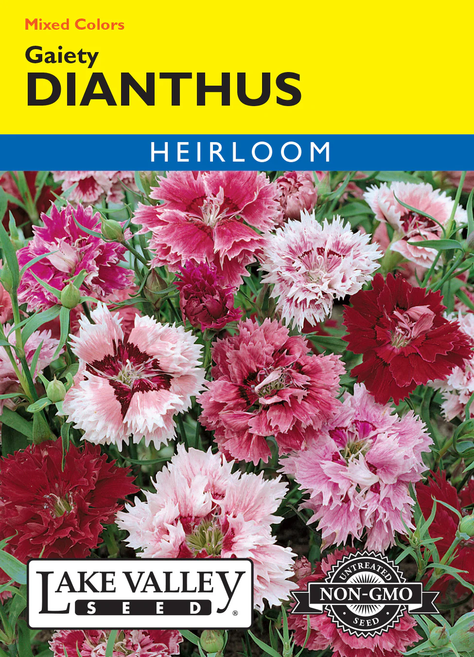 Gaiety Mix Dianthus
