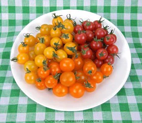 Garden Candy Cherry Tomato