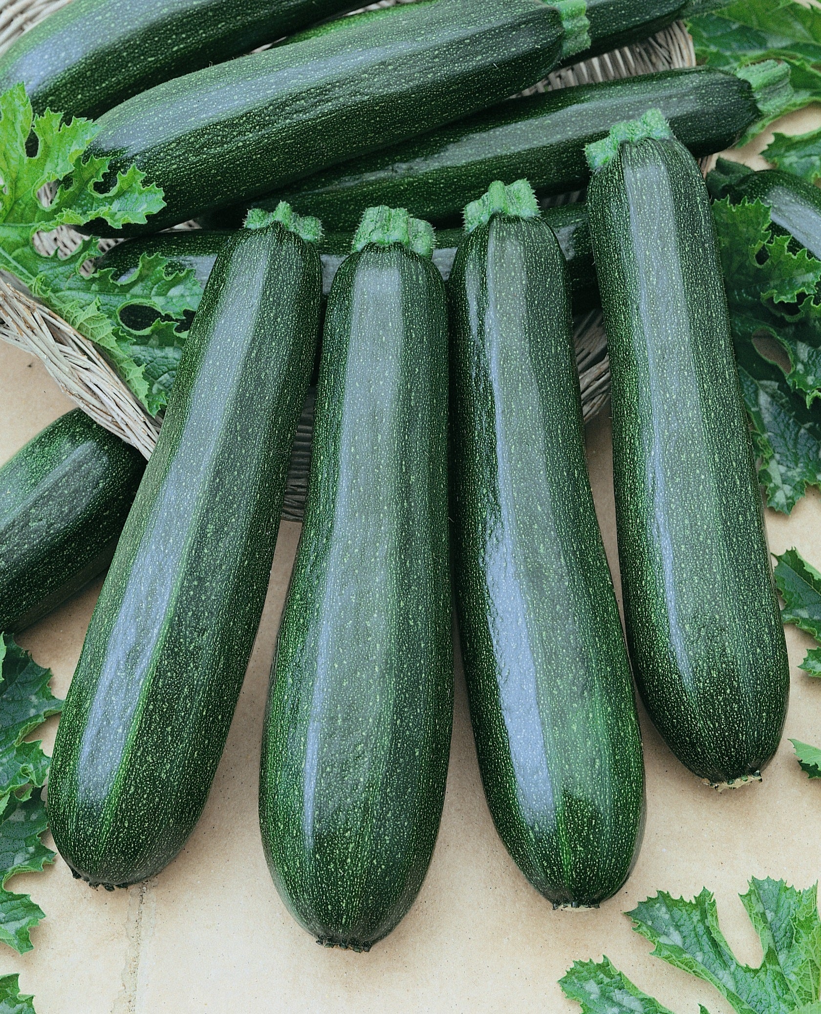 Garden Spineless Zucchini Squash Seeds