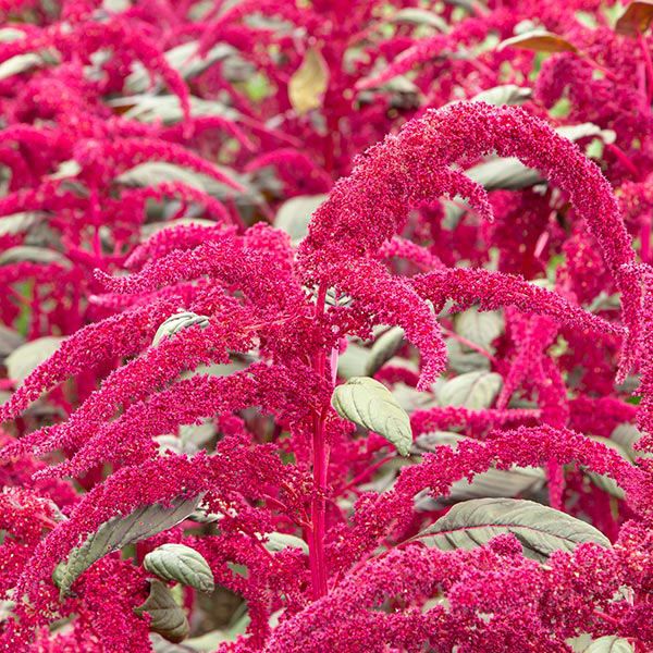 Garnet Red Amaranth - Image 2