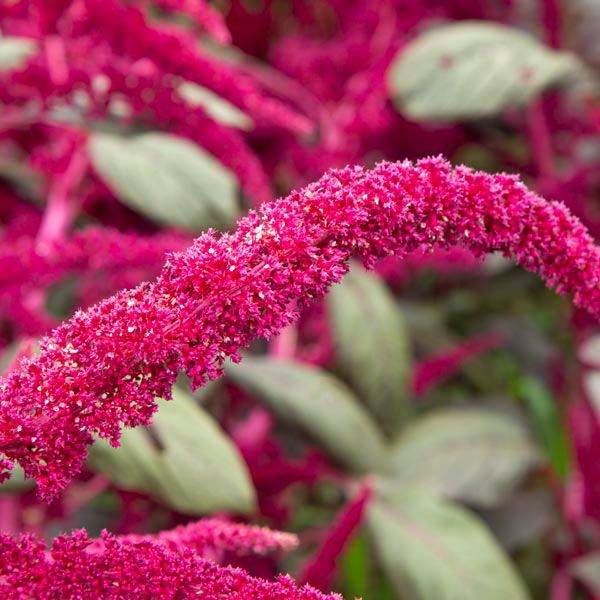 Garnet Red Amaranth - Image 3