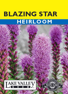Blazing Star Liatris