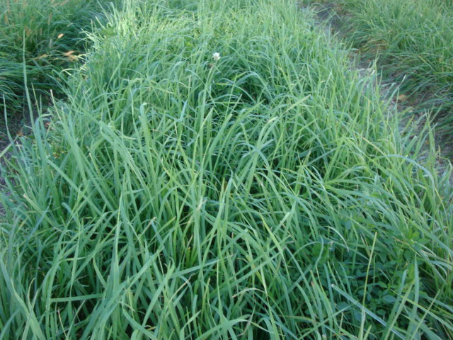 General Purpose Pasture Mix Seed - Image 2