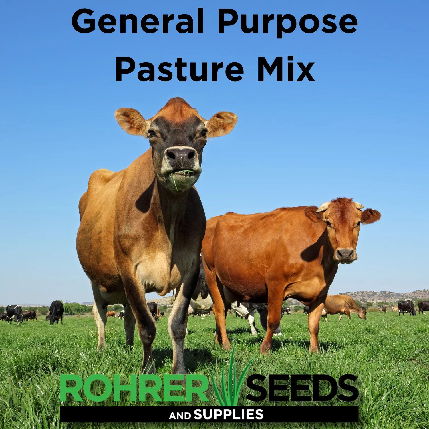 General Purpose Pasture Mix Seed - Image 3