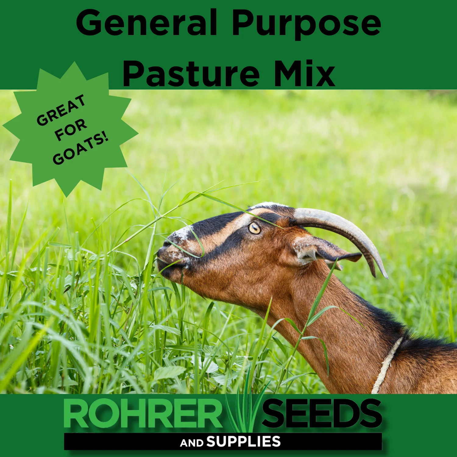 General Purpose Pasture Mix Seed - Image 4