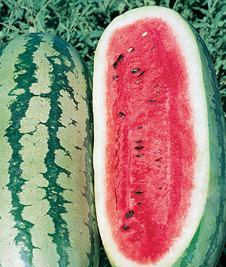 Georgia Rattlesnake Watermelon