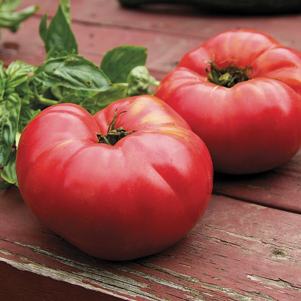 German Johnson Tomato