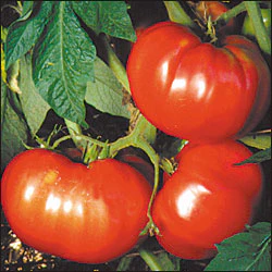 German Pink Tomato - Image 2