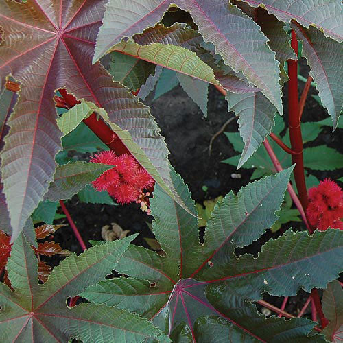 Gibsonii Castor Bean