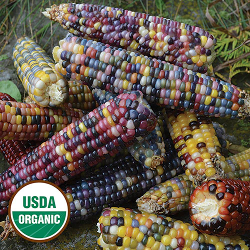 Glass Gem Ornamental Corn