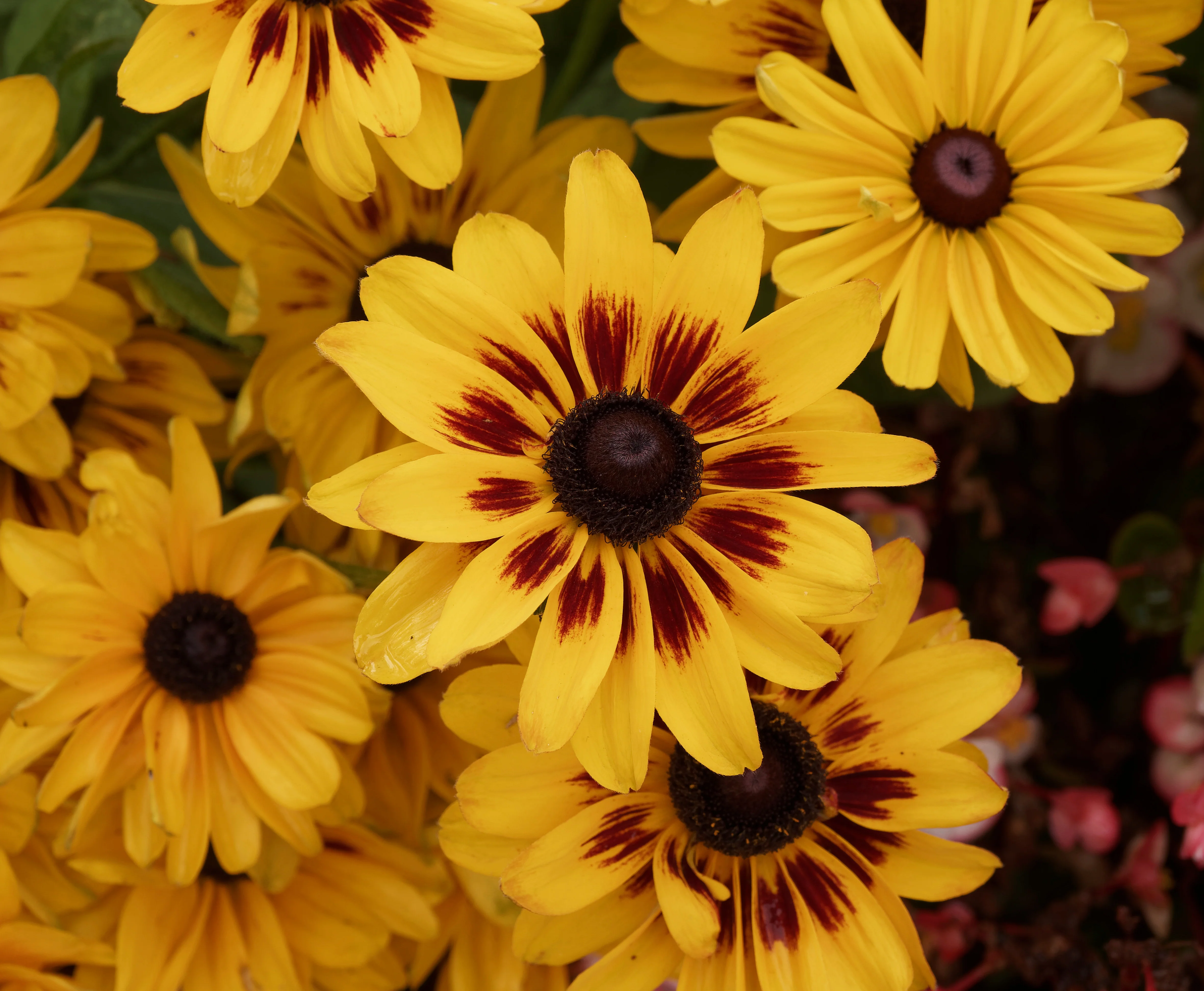 Gloriosa Daisy Seeds