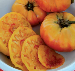 Gold Medal Tomato