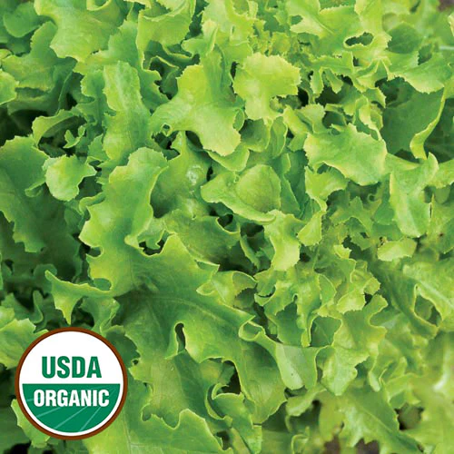 Gold Rush Lettuce