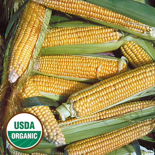 Golden Bantam Sweet Corn
