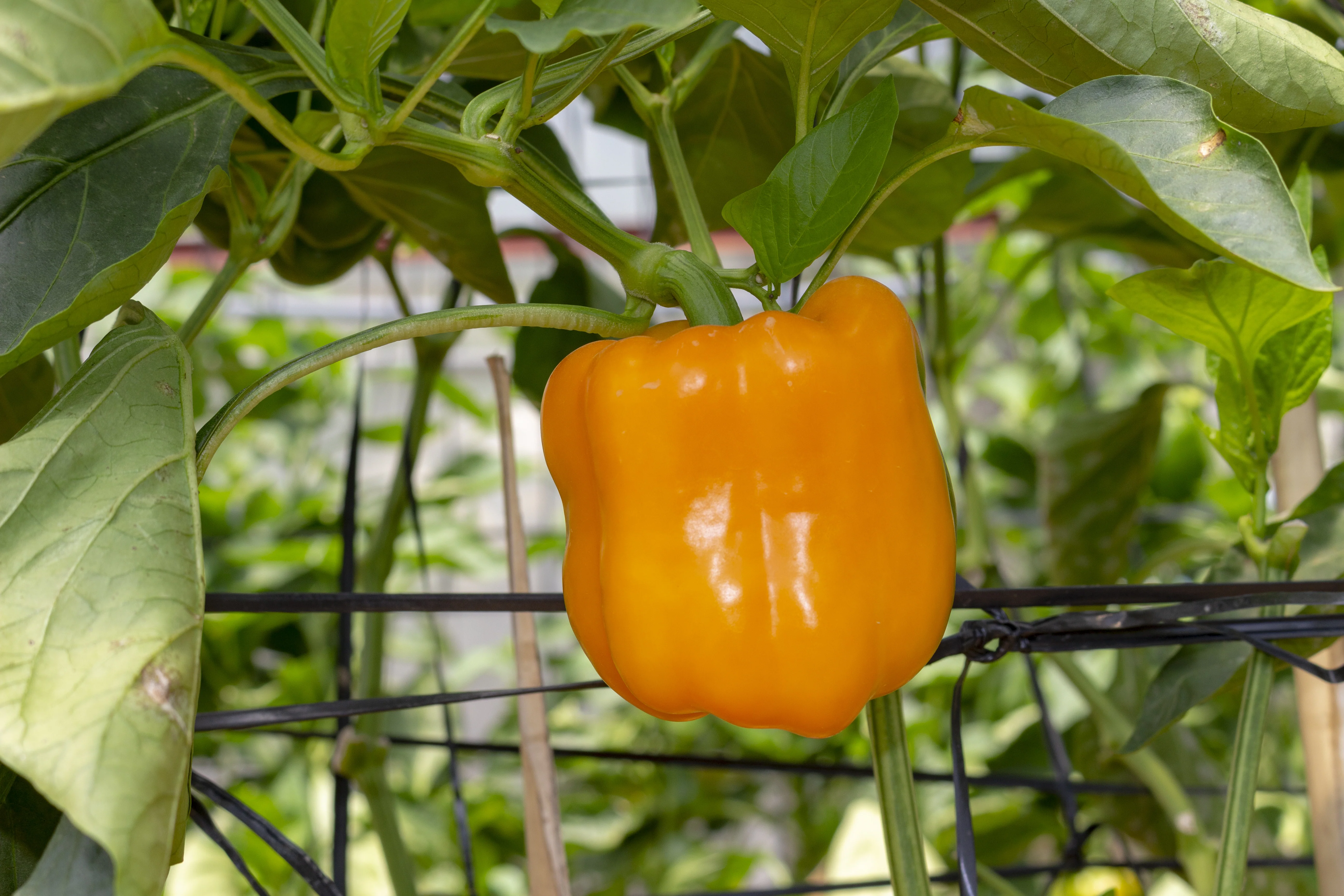 Golden Cal Wonder Bell Pepper Seeds