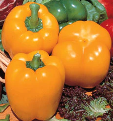 Golden Cal Wonder Bell Pepper Seeds - Image 2