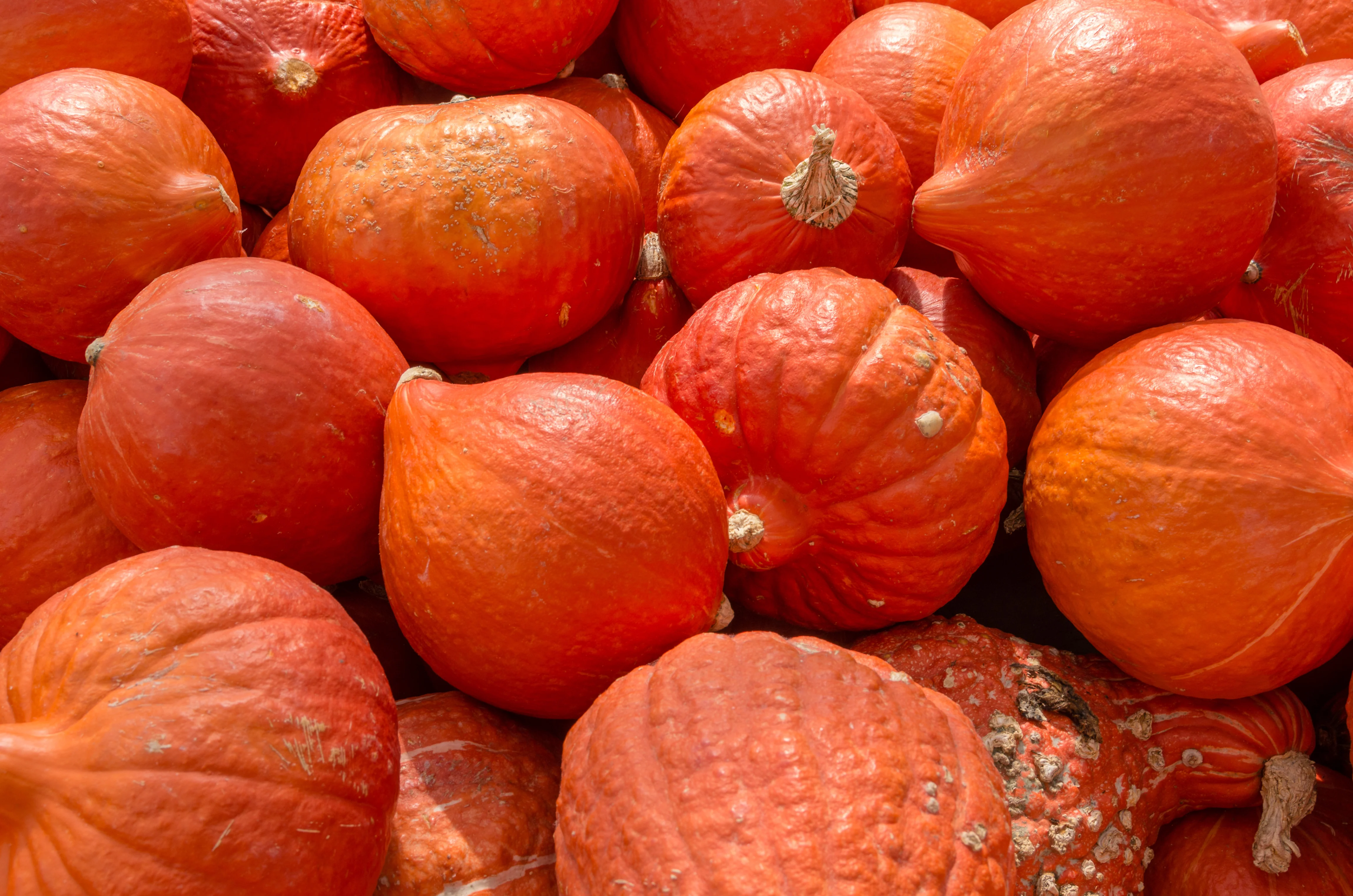 Golden Hubbard Squash Seeds