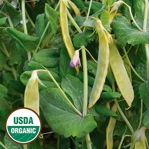 Golden Sweet Edible Podded Peas