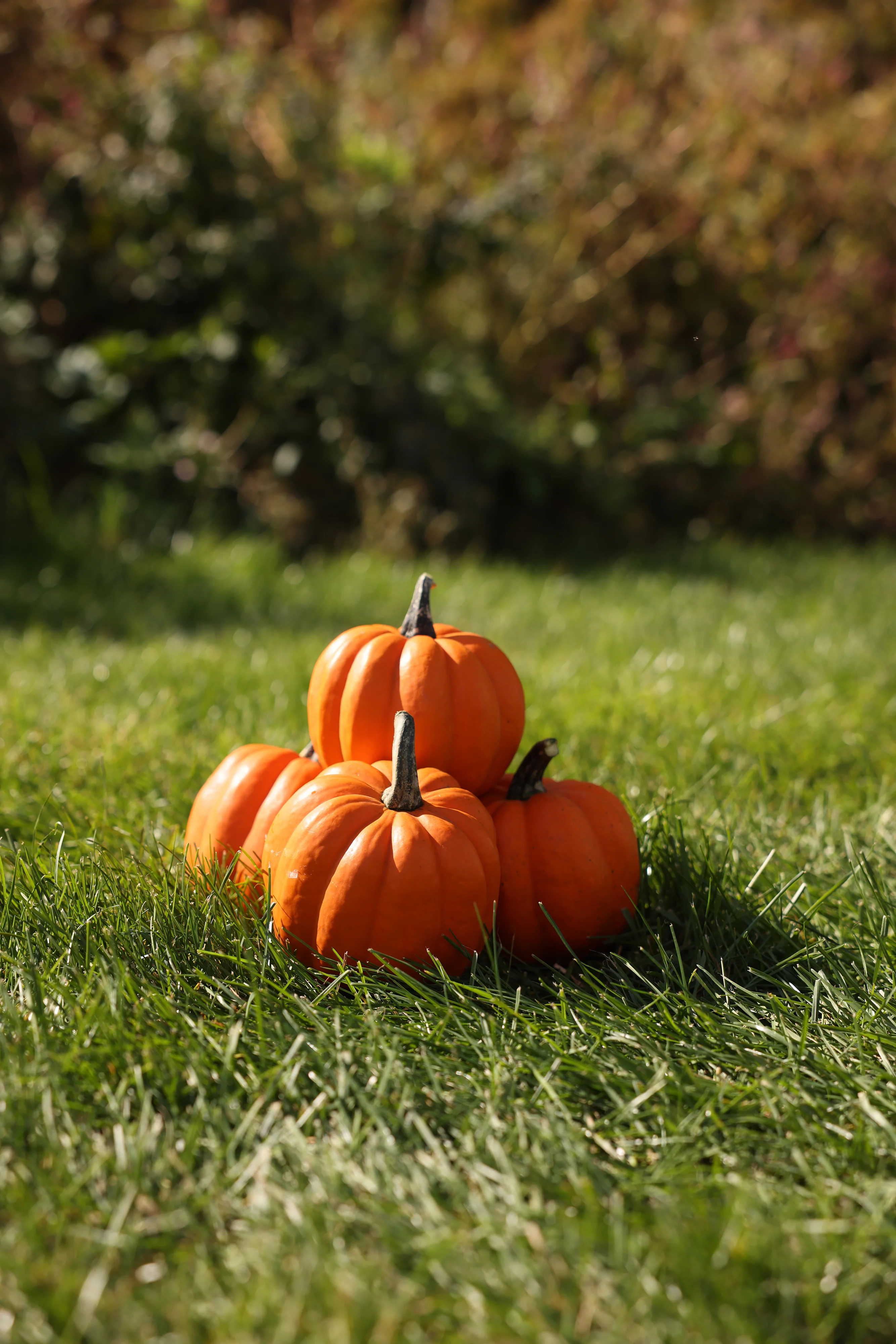 Goldilocks F1 Hybrid Acorn Squash Seeds
