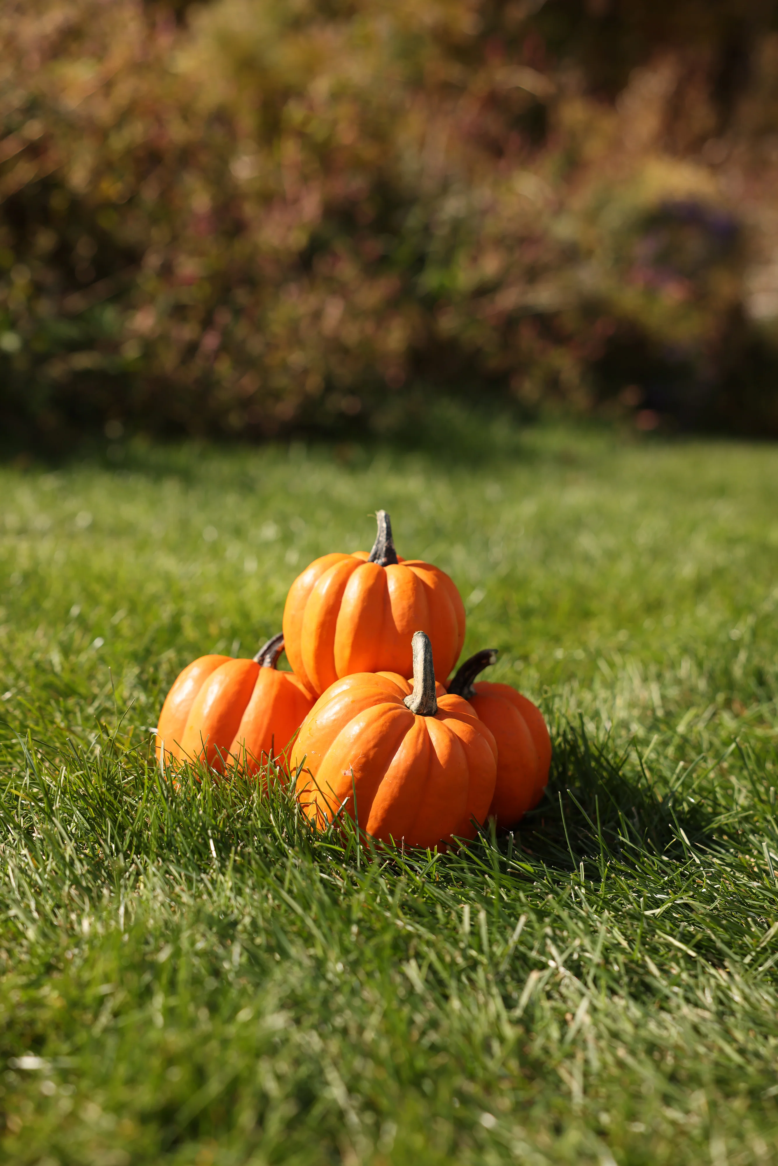 Goldilocks F1 Hybrid Acorn Squash Seeds - Image 2