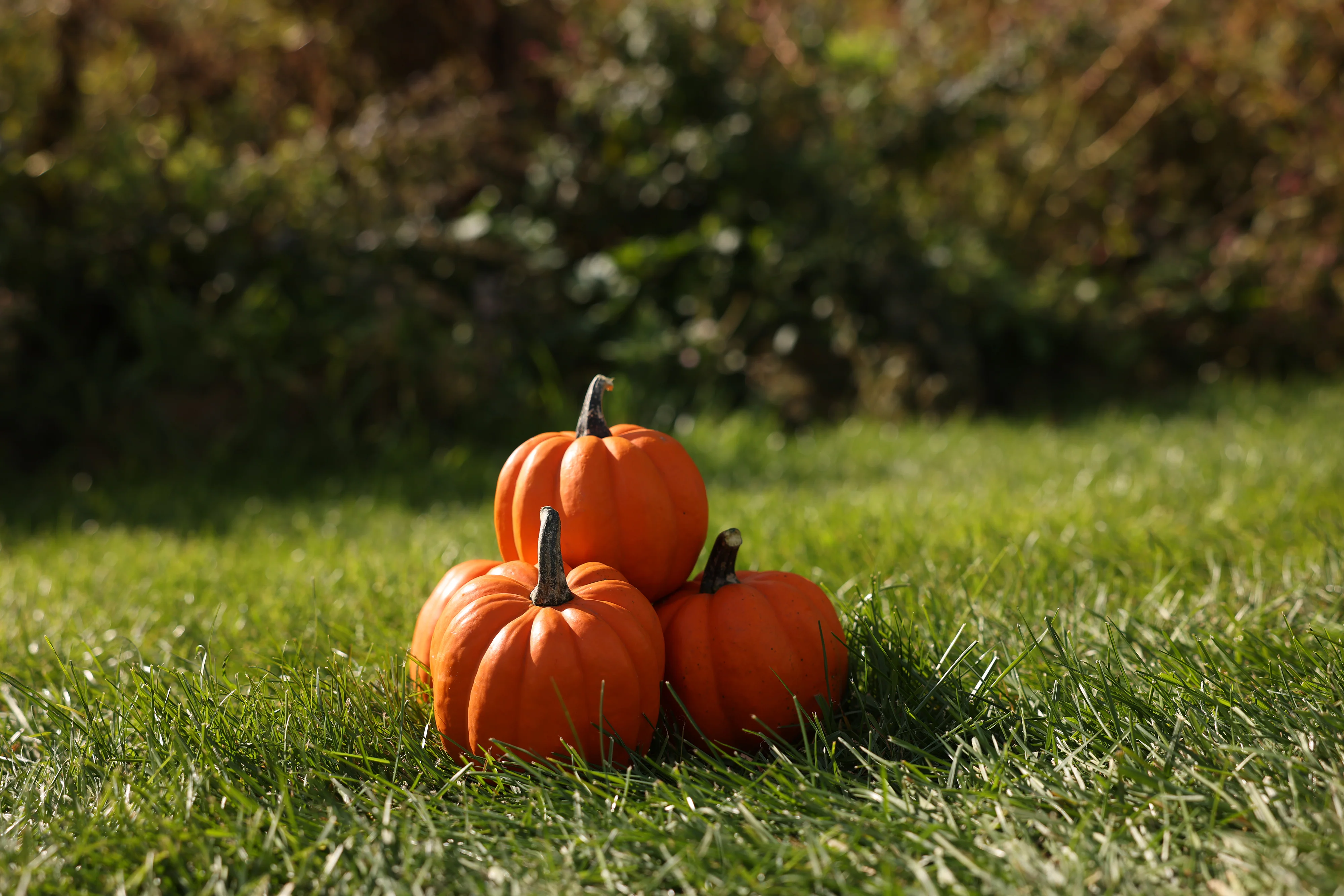 Goldilocks F1 Hybrid Acorn Squash Seeds - Image 4