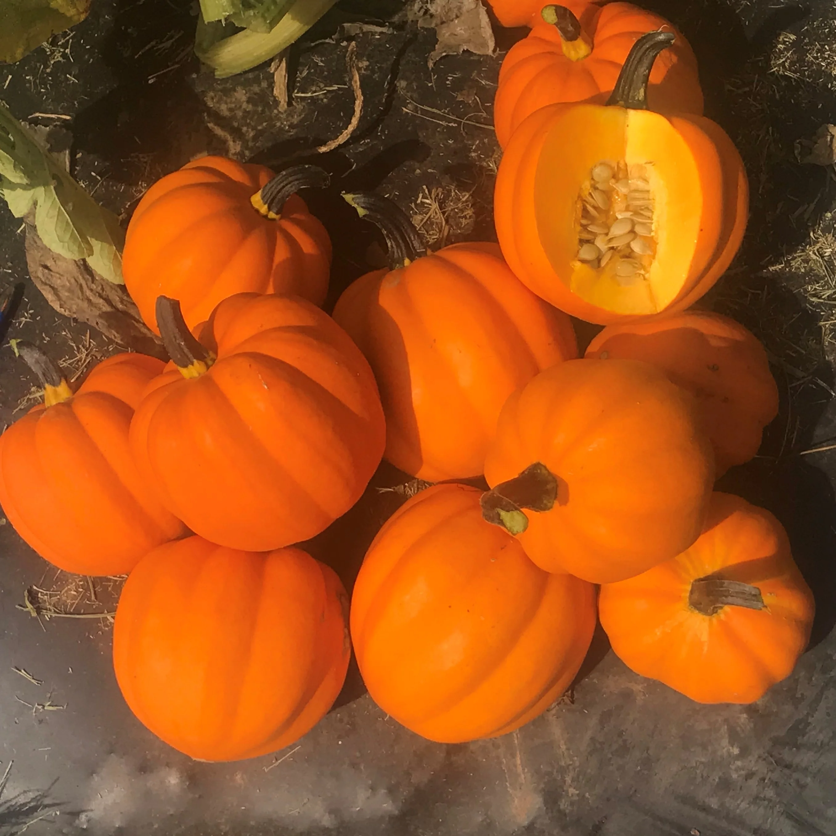 Goldilocks F1 Hybrid Acorn Squash Seeds - Image 6