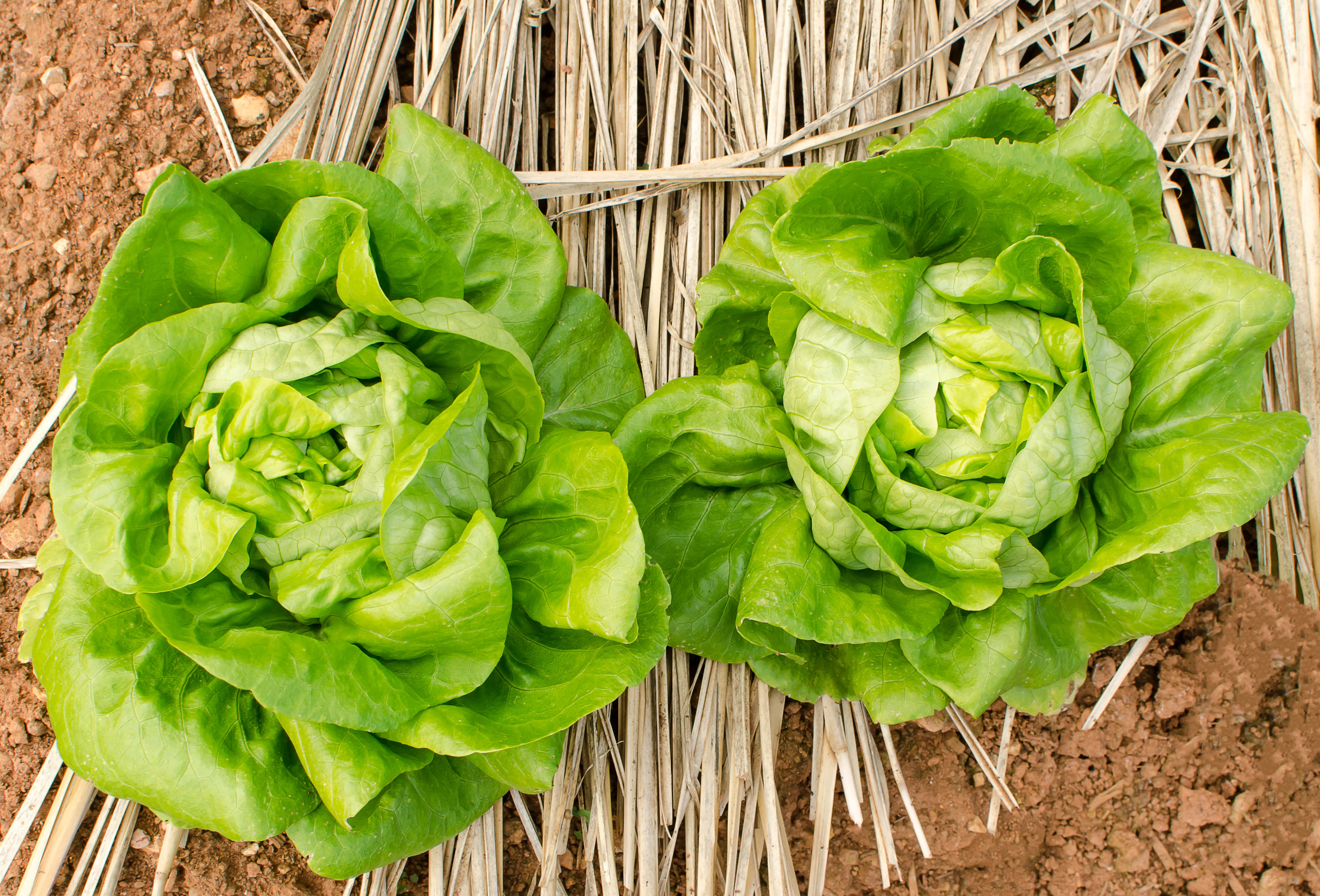 Gourmet Mix Lettuce Seeds - Image 3